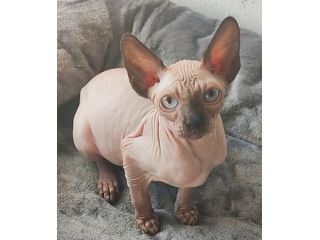 Gattino Maschio ELF Sphynx Straight gatto nudo SUBITO DISPONIBILE