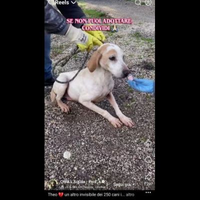 THEO IMPAURITO DAL CANILE CANE IN ADOZIONE - Foto 7