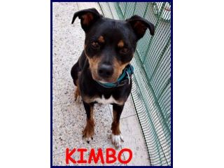 KIMBO 6anni - 10kg dolce piccoletto sempre solo!