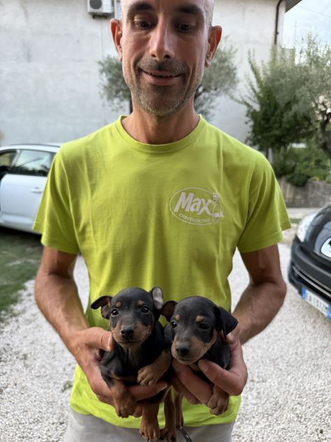 Nuovi Cuccioli di Pinscher - Foto 3