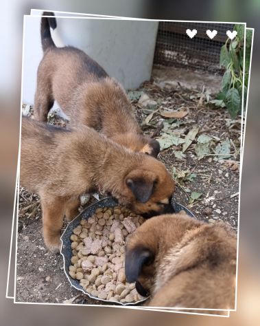 Cuccioli Allevamento Pastore Belga Malinois Catanzaro Calabria - Foto 3