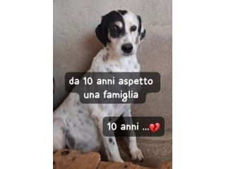 MACCHIA 10 ANNI 18 kg circa