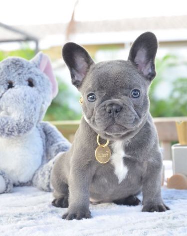 BULLDOG FRANCESE CUCCIOLI BLU - FRENCH BOULEDOGUE pag 12 mesi