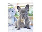 BULLDOG FRANCESE CUCCIOLI BLU - FRENCH BOULEDOGUE pag 12 mesi