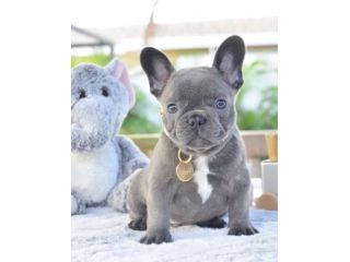 BULLDOG FRANCESE CUCCIOLI BLU - FRENCH BOULEDOGUE pag 12 mesi