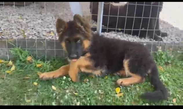 Cuccioli pastore tedesco pelo lungo e pelo normale a