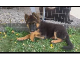 Cuccioli pastore tedesco pelo lungo e pelo normale a