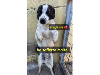 BILLY 5 ANNI taglia media piccola