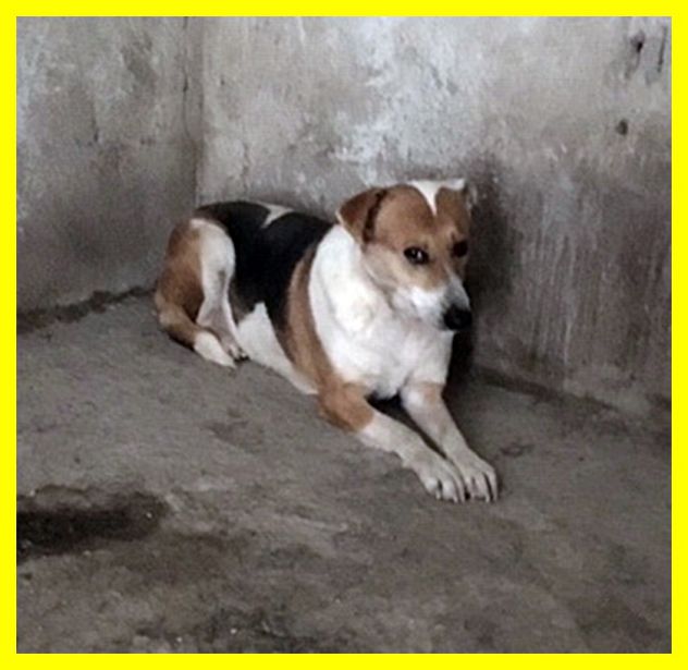 MERYL, CAGNOLINA SPAVENTATA SOLA IN CANILE CERCA CASA - Foto 5