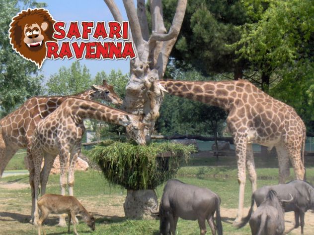ZOO SAFARI di RAVENNA OTTO BIGLIETTI ORIGINALI: DISPONIBILI anche SINGOLARMENTE - Foto 5