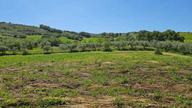 Uliveto in vendita a Castel Frentano - Foto 7