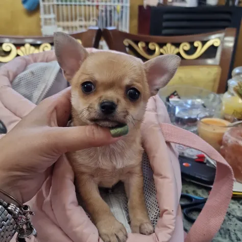 Chihuahua toy cuccioli