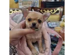 Chihuahua toy cuccioli