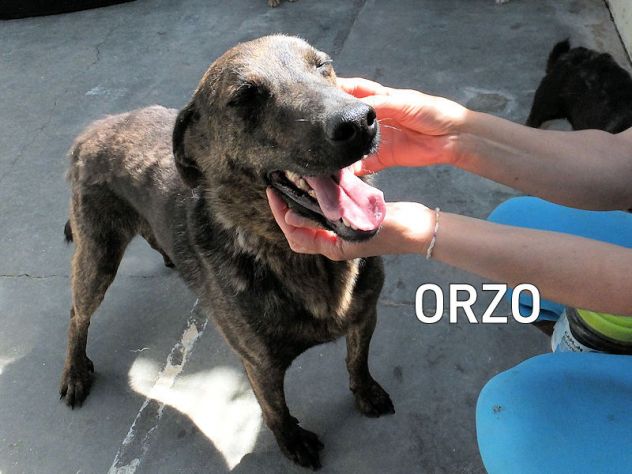 Orzo - Foto 2