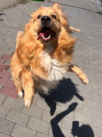 DIOR BELLISSIMO CAGNOLINO FULVO - Foto 4