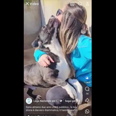 SILVESTRO DESIDERIO DI CAREZZE CANE IN ADOZIONE - Foto 9
