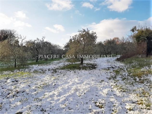 Casale da ristrutturare con 2 ha di uliveto in vendita nel circondario di Orvieto - Foto 3