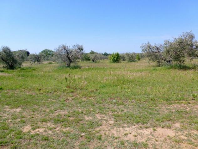 Terreno edificabile in vendita a Cecina