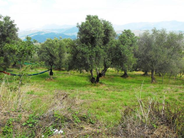 Agricolo in Località Caselle - Foto 5