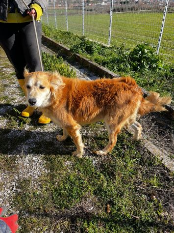 Salvo, cagnolino che implora carezze - Foto 6