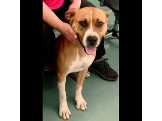 Janette Jordan Soraya cani in adozione