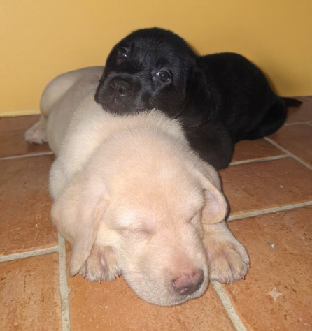 Disponibili cuccioli di labrador