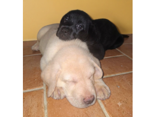 Disponibili cuccioli di labrador