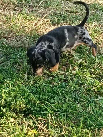BASSOTTO NANO NERO FOCATO CUCCIOLI - Foto 4