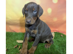 Bellissimi cuccioli di Dobermann