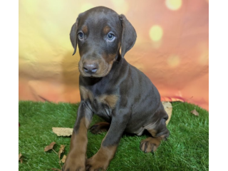 Bellissimi cuccioli di Dobermann