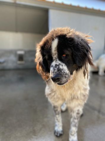 CANE IN ADOZIONE LO SGUARDO DI ORSO - Foto 5