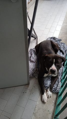 Pitbull BUONO CON TUTTI IN BALCONE LEGATO!NAPOLI SOS