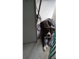 Pitbull BUONO CON TUTTI IN BALCONE LEGATO!NAPOLI SOS