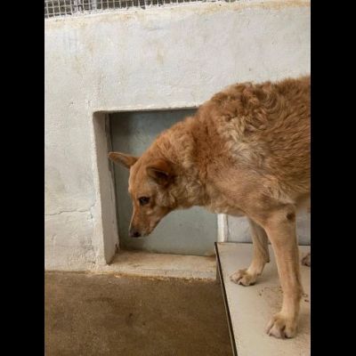 ROSITA ADDOLORATA PRIVATA DELLA LIBERTÀ CANE IN ADOZIONE
