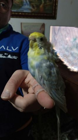Assistente veterinario, o ancora guardia parco zoo, o in fattoria, oppure pet sh
