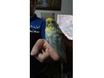 Assistente veterinario, o ancora guardia parco zoo, o in fattoria, oppure pet sh