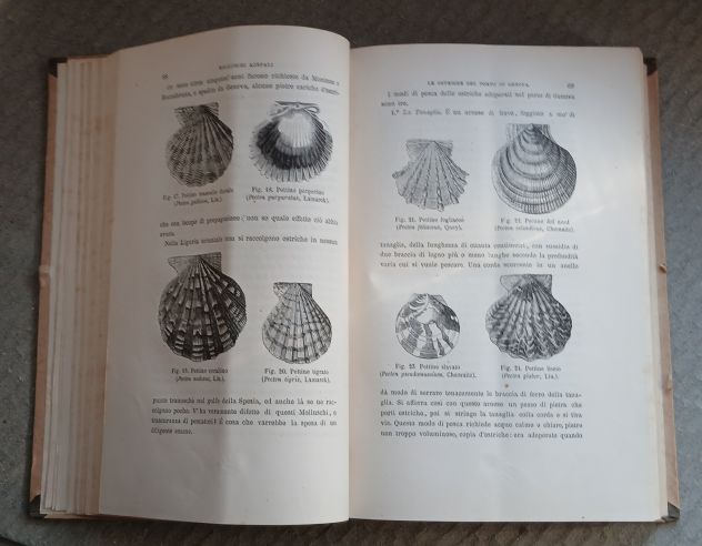Molluschi e Zoofiti" di Luigi Figuier, Ed. F.lli Treves 1882. - Foto 8