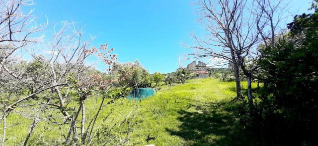 Uliveto in vendita a Montecorvino Rovella - Foto 6