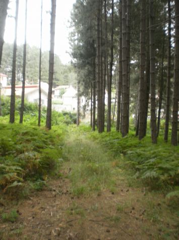 SILA CATANZARESE, LOC. RUGGIOLINO TERRENO EDIFICABILE - Foto 3