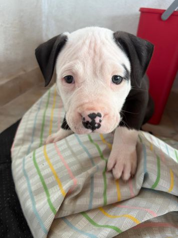 Cuccioli pitbull - Foto 7