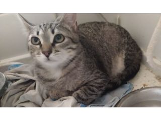 regalo gattina tigrata splendida