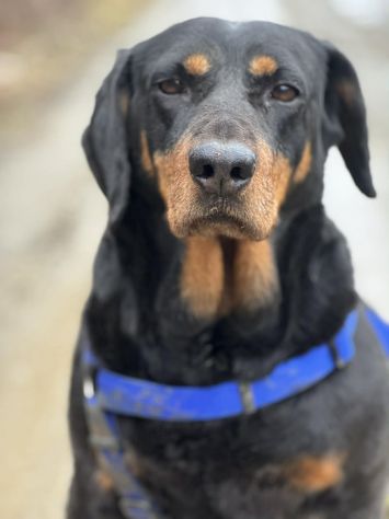 RORY, segugiotta TENERISSIMA in rifugio! - Foto 6