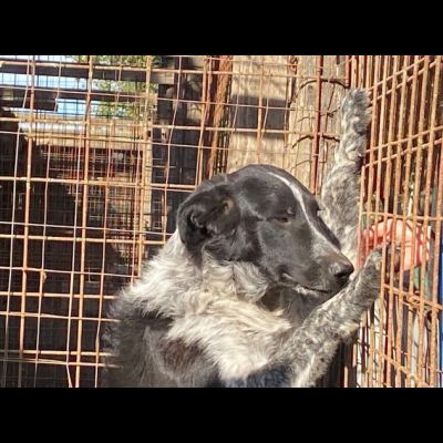 TOTÒ ADORABILE CERCA CASA, CANE IN ADOZIONE - Foto 7
