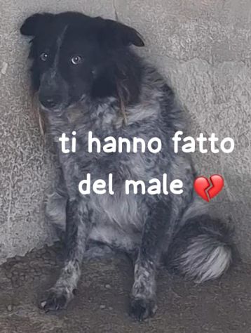 STELLA 6 ANNI taglia media