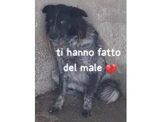 STELLA 6 ANNI  taglia media