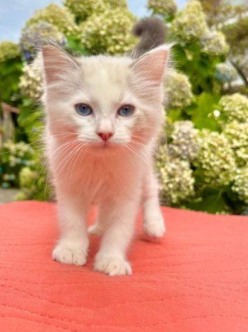 cucciolo di ragdoll - Foto 6