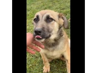 LUCY ADORABILE CUCCIOLA IN ADOZIONE TAGLIA MEDIA