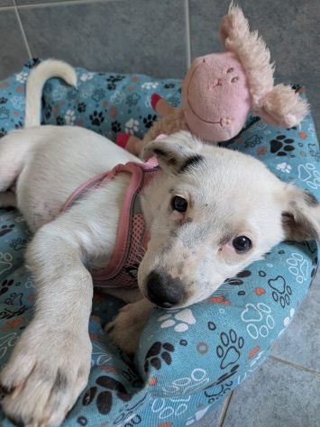 Regalo cuccioli di 3 mesi taglia medio piccola - Foto 4