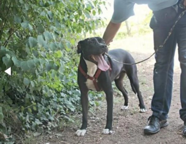 Pitbull mollato 5anni fa legato ad 1pianta ASPETTA ANCORA CASA!!HELP ROMA - Foto 4