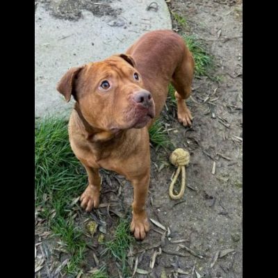 EMMER UNA NUOVA VITA, CANE IN ADOZIONE - Foto 6